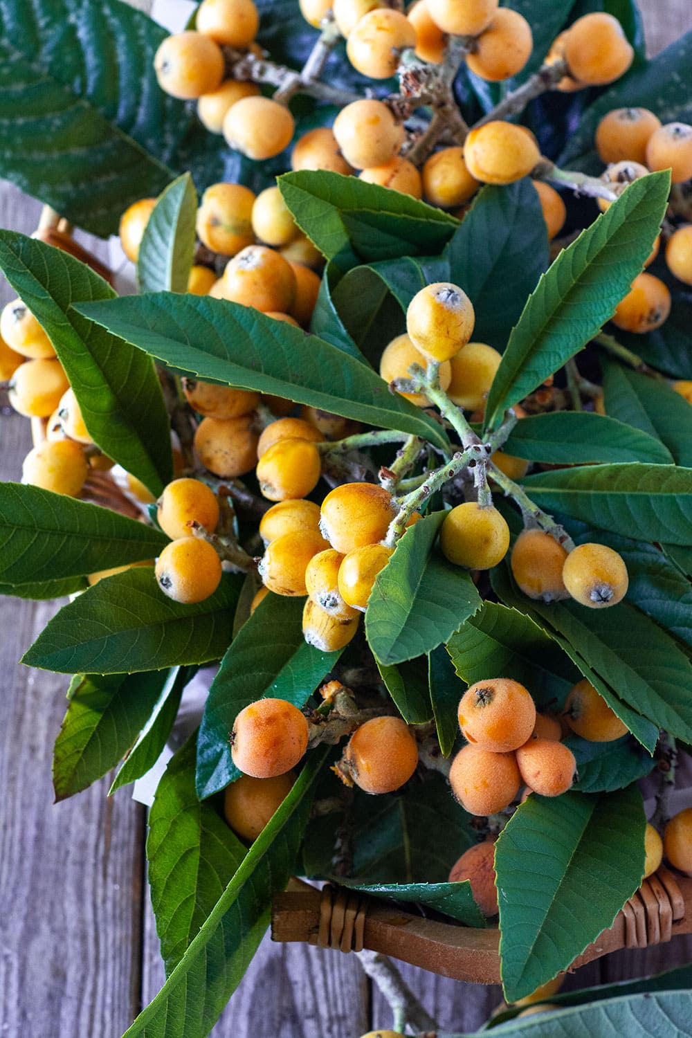 Loquat Fruit Healthier Steps 2586