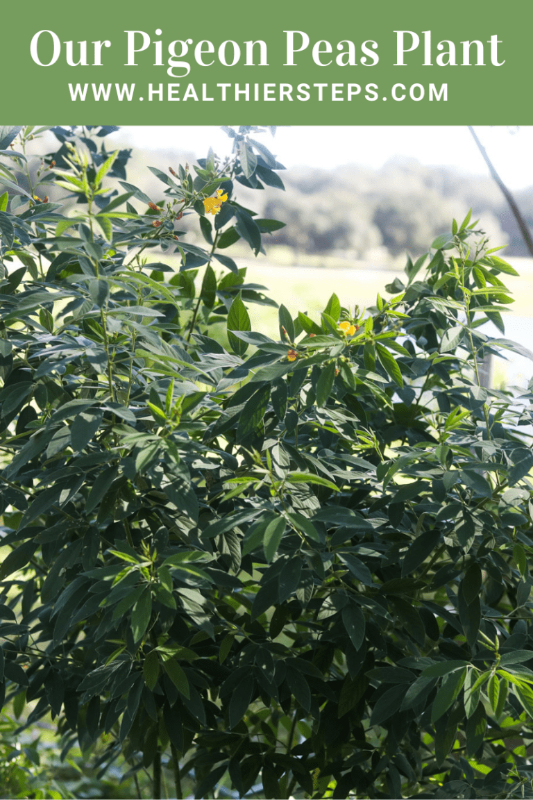Green Pigeon Pea Dip Healthier Steps