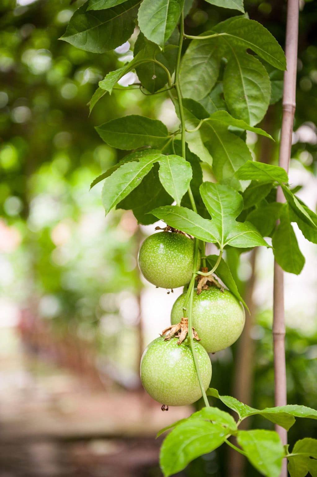 Yellow Passion Fruit Healthier Steps