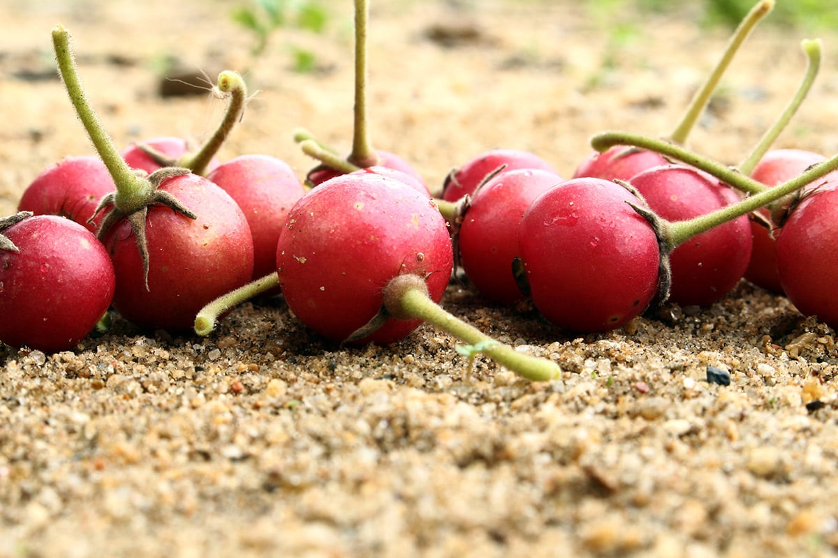 Governors plums on the ground