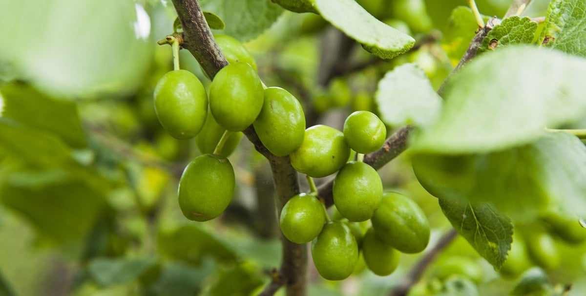 Greengage fruits on tree