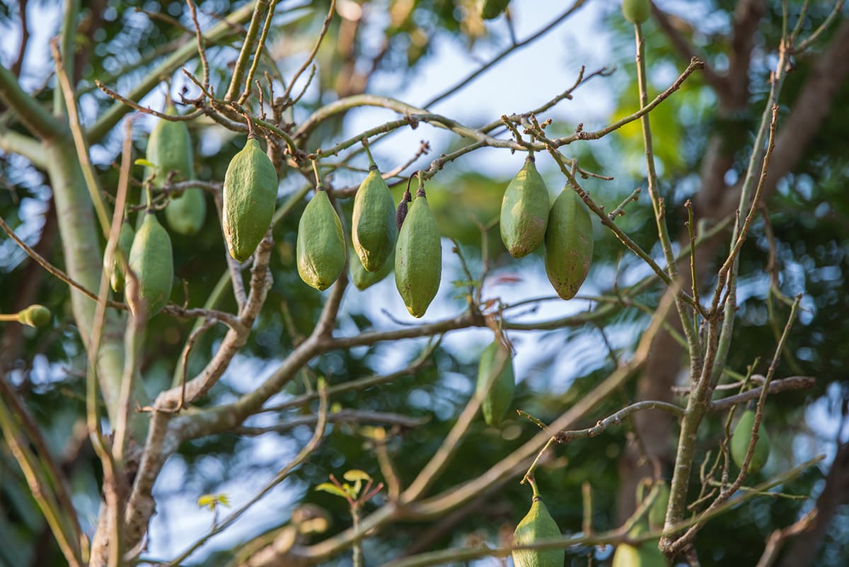   Kapok Fruit