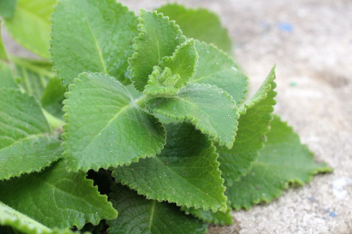 oregano leaves uses