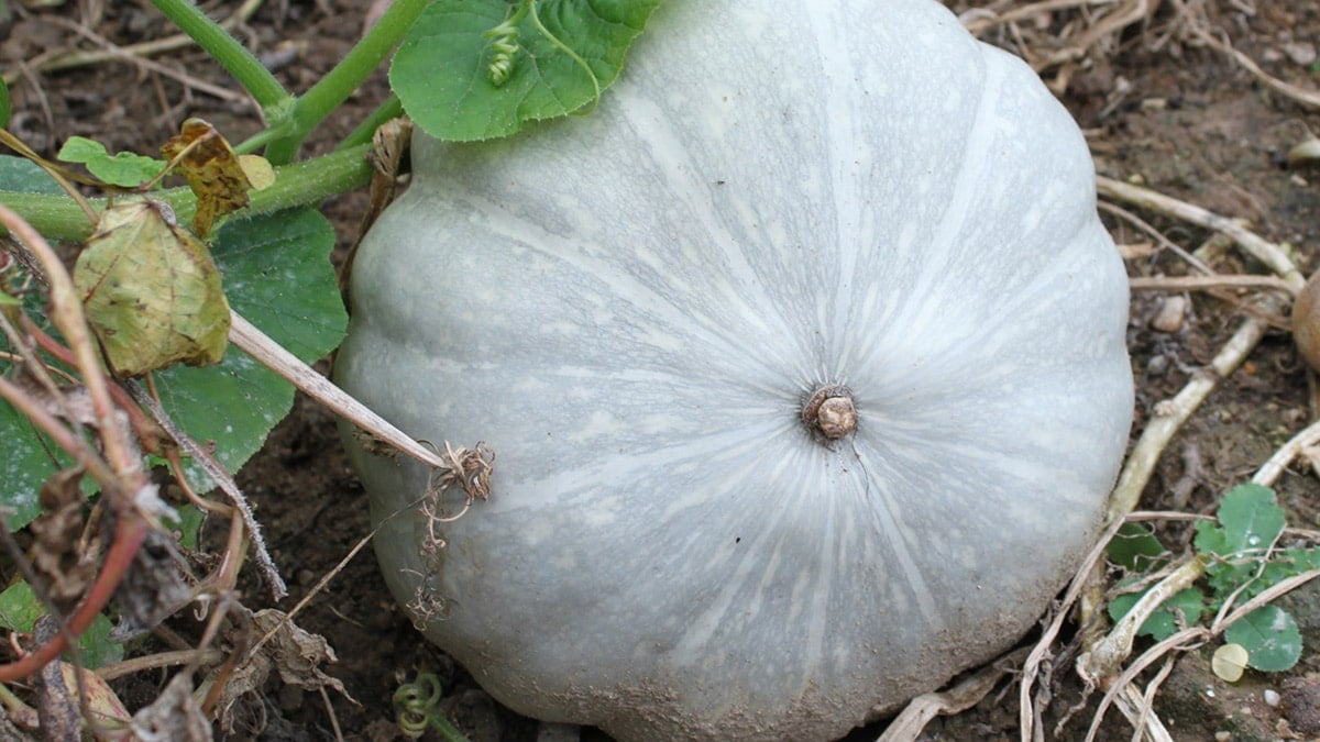 ydratThe Differences Between the sun-dried pumpkins and air-dried