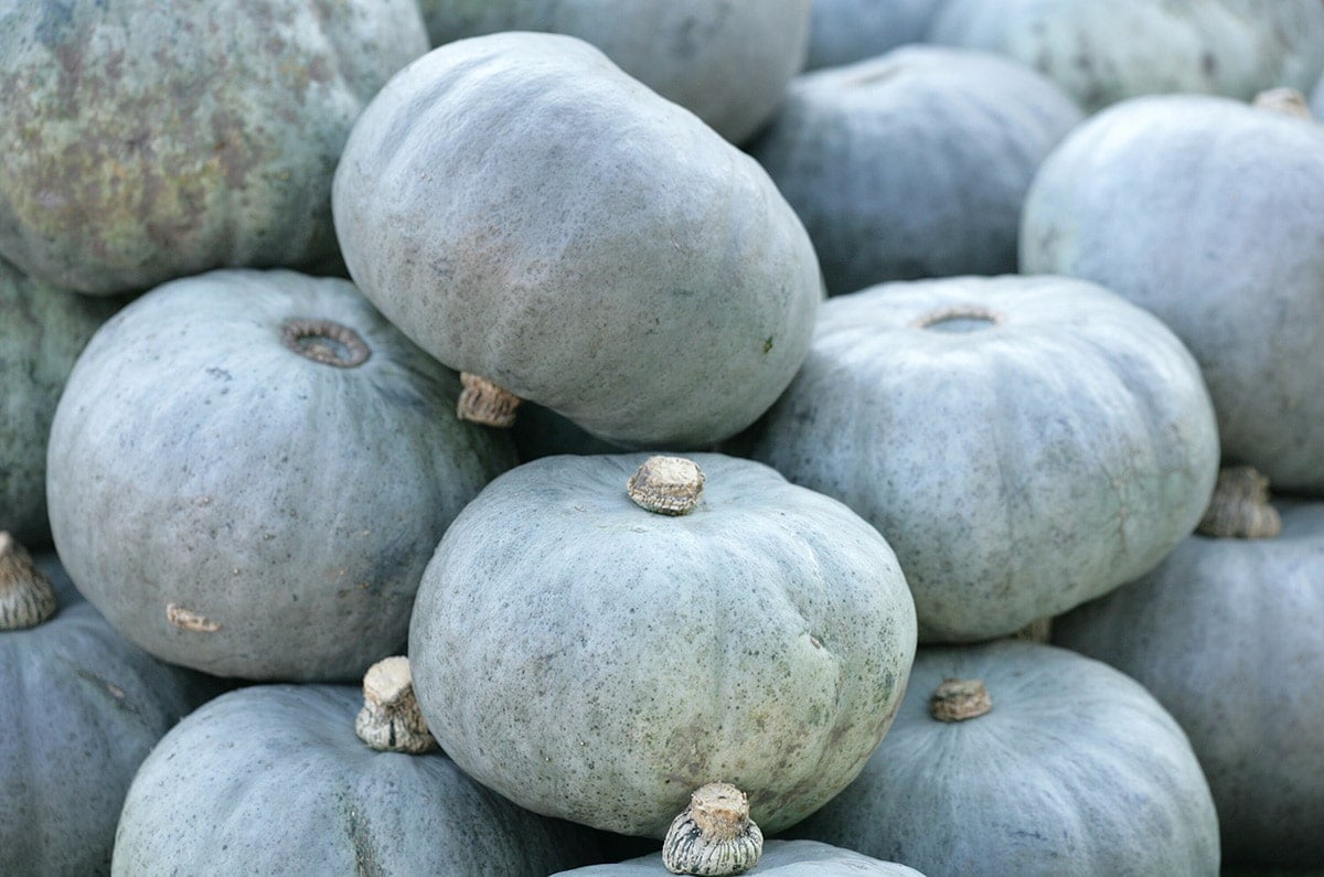 ydratThe Differences Between the sun-dried pumpkins and air-dried