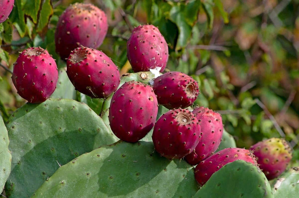 nopales fruit on paddles