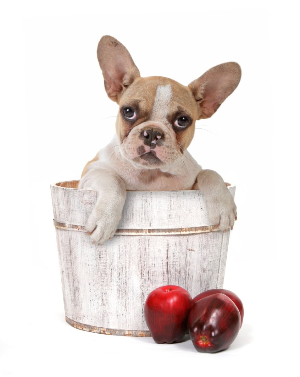 View of Can Dogs Eat Apples? - Healthier Steps