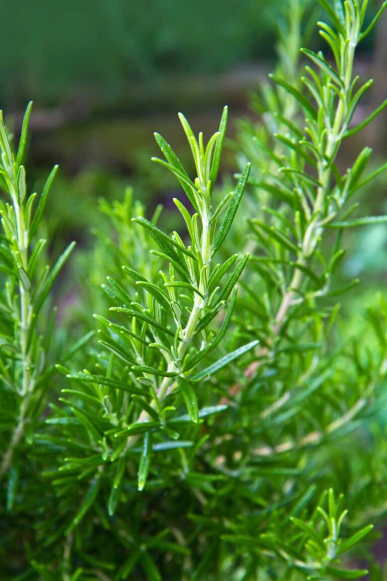 Rosemary Benefits