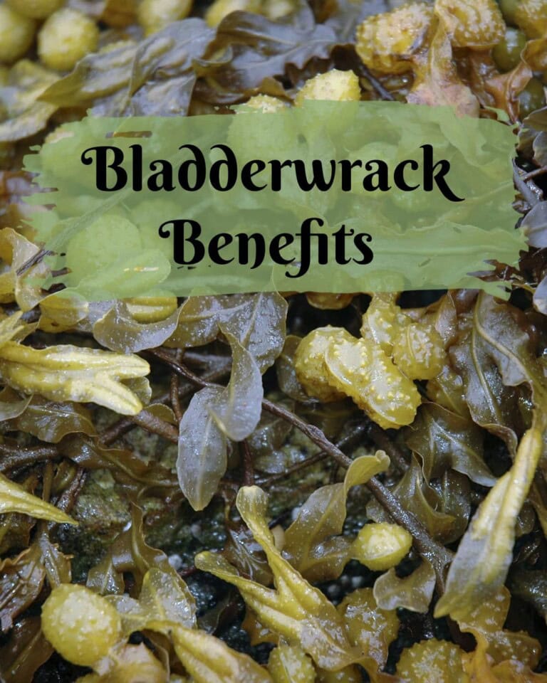 Top 10 Bladderwrack Benefits for Health