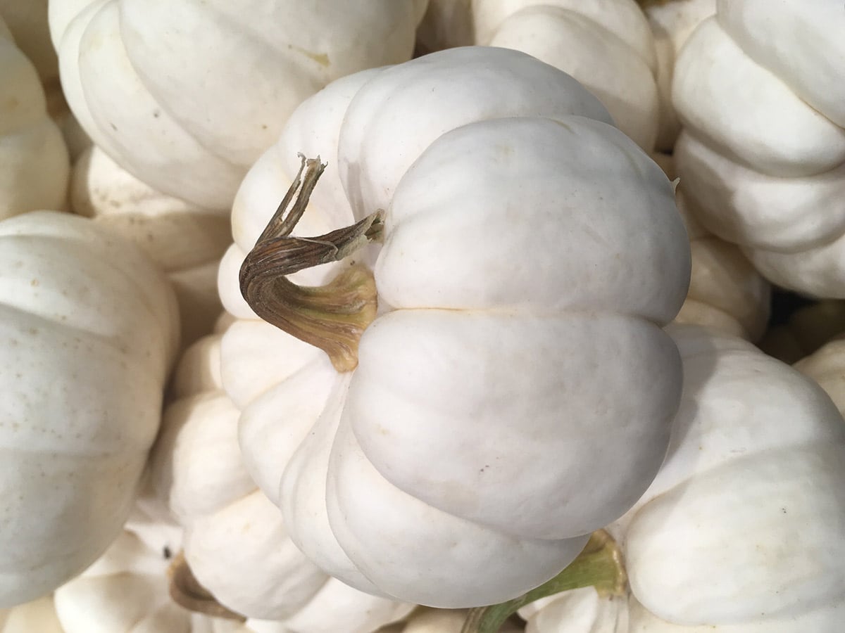 White Pumpkin - Healthier Steps