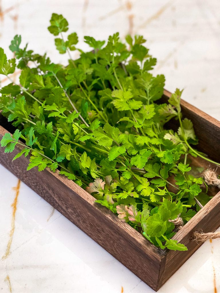 How Long Does Cilantro Last Healthier Steps