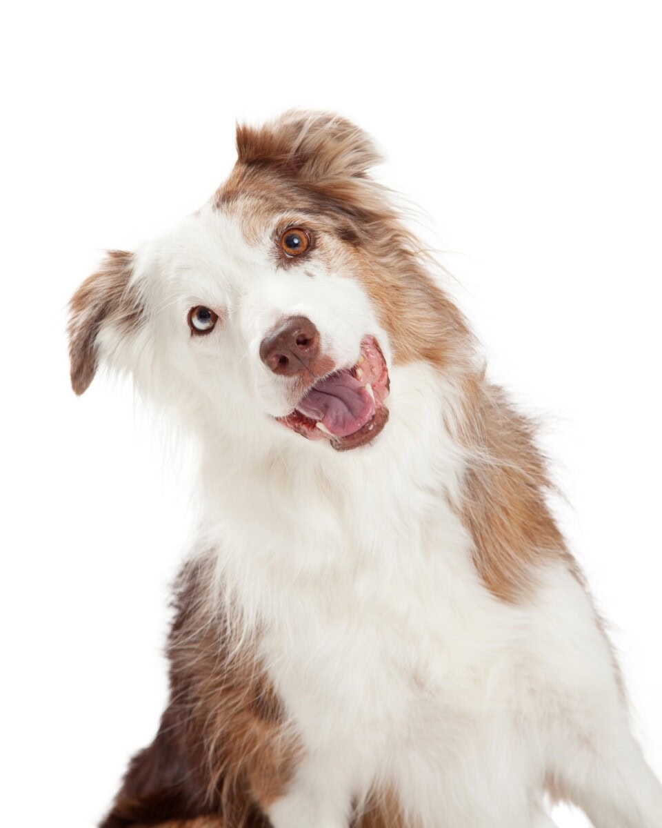Can dogs eat dragon fruit healthier steps