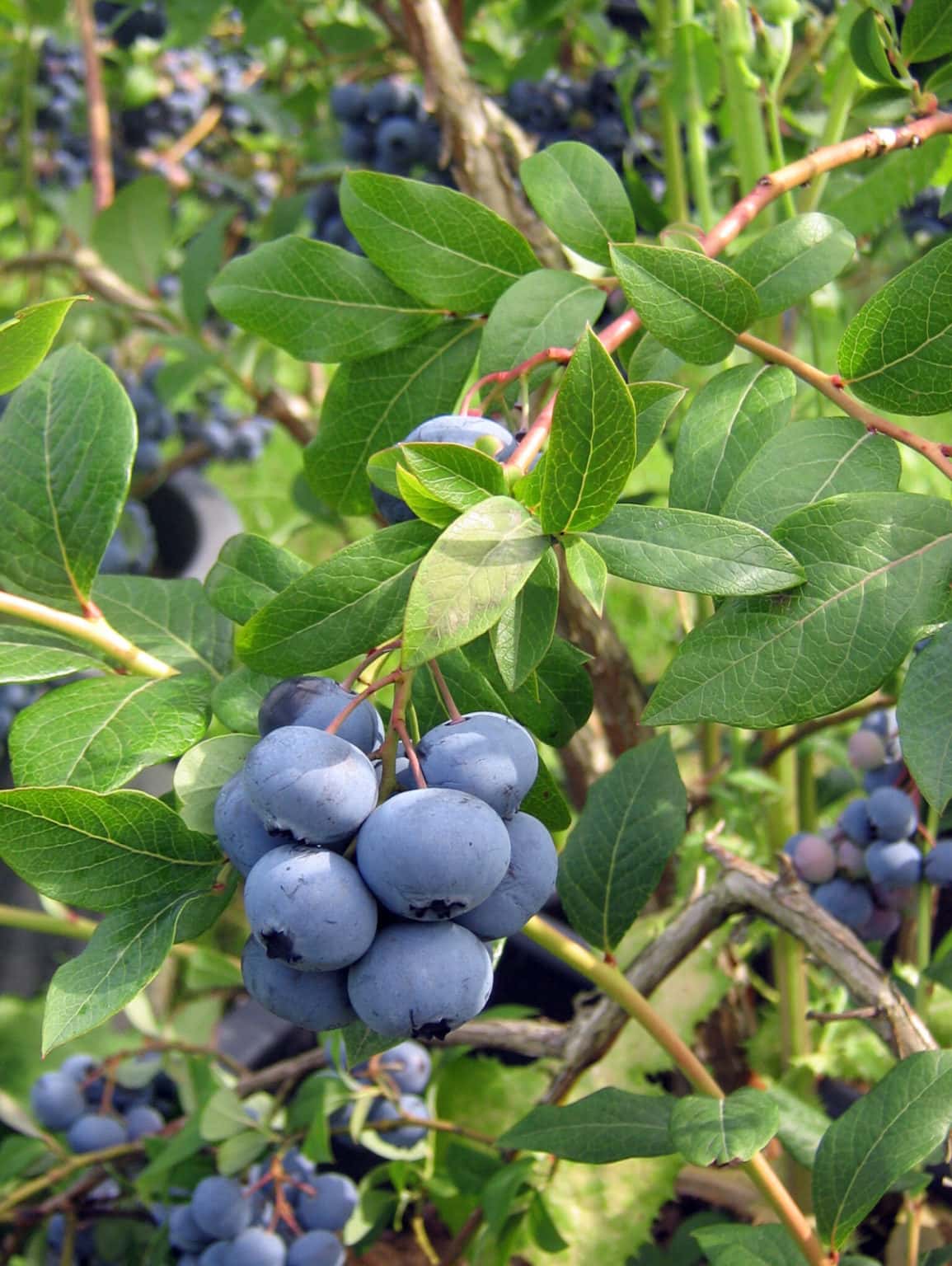 Bilberry Benefits Healthier Steps
