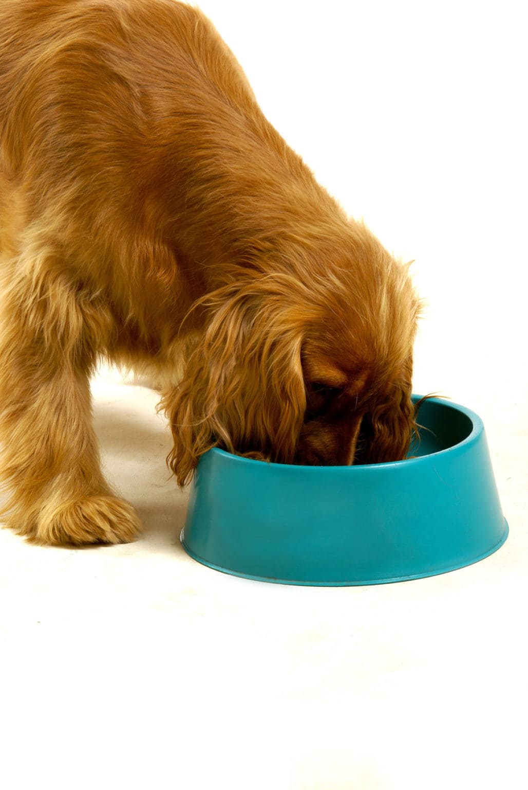 Can Dogs Eat Molasses? Healthier Steps