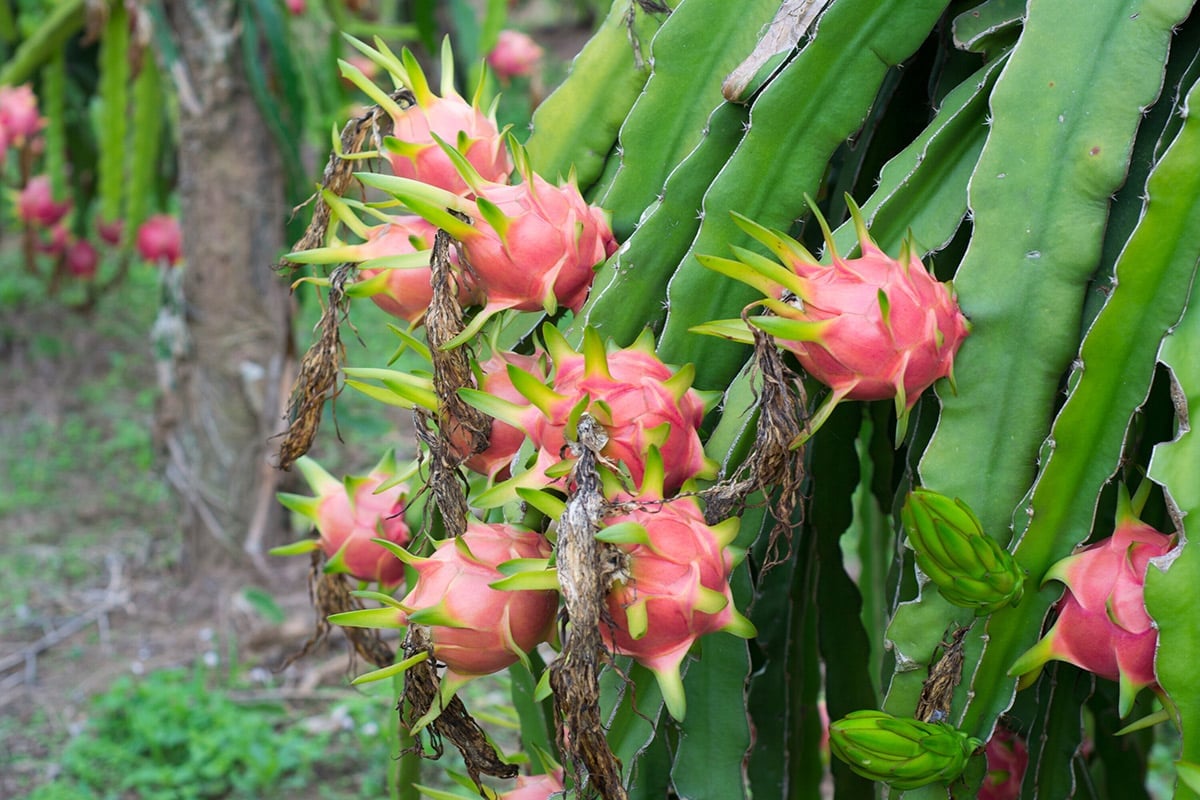 White Dragon Fruit Plant - Fruiting Cactus Vine