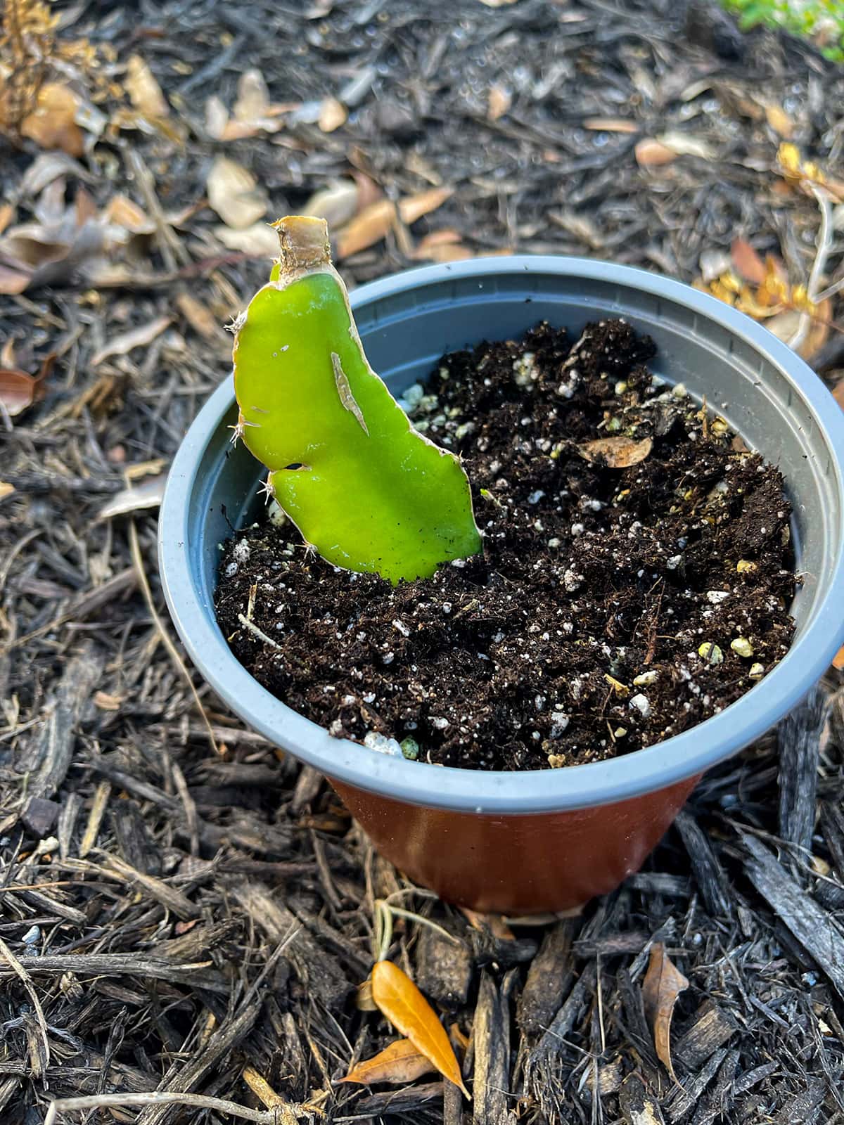 baby dragon fruit tree