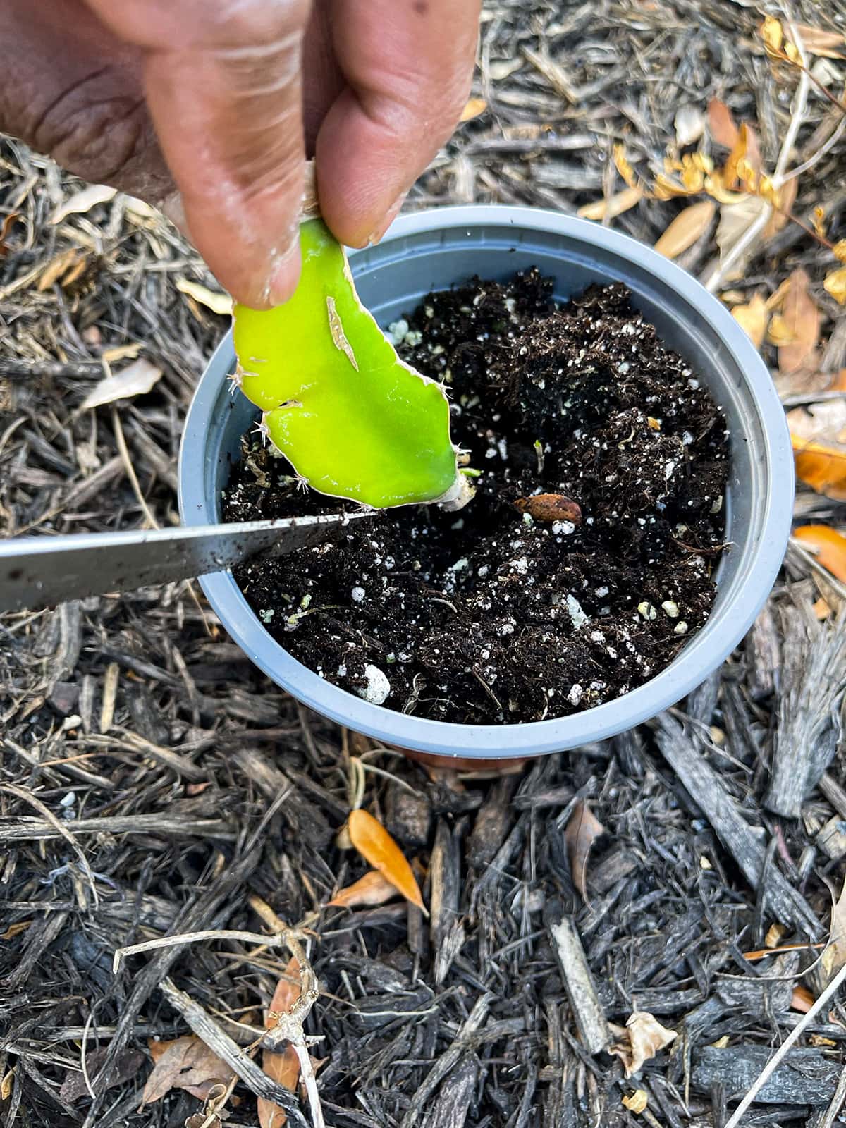 dragon fruit plant from seed