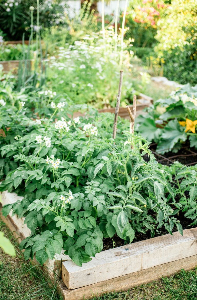 Winterizing Raised Garden Beds An Ultimate Guide Healthier Steps
