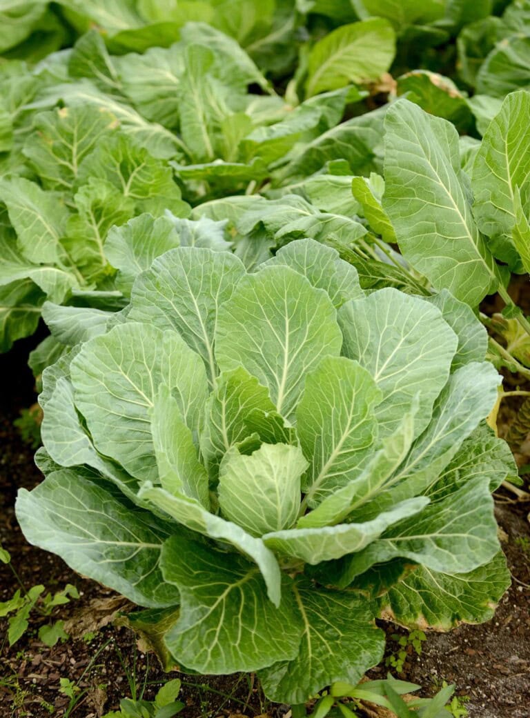 What Is Collard Greens