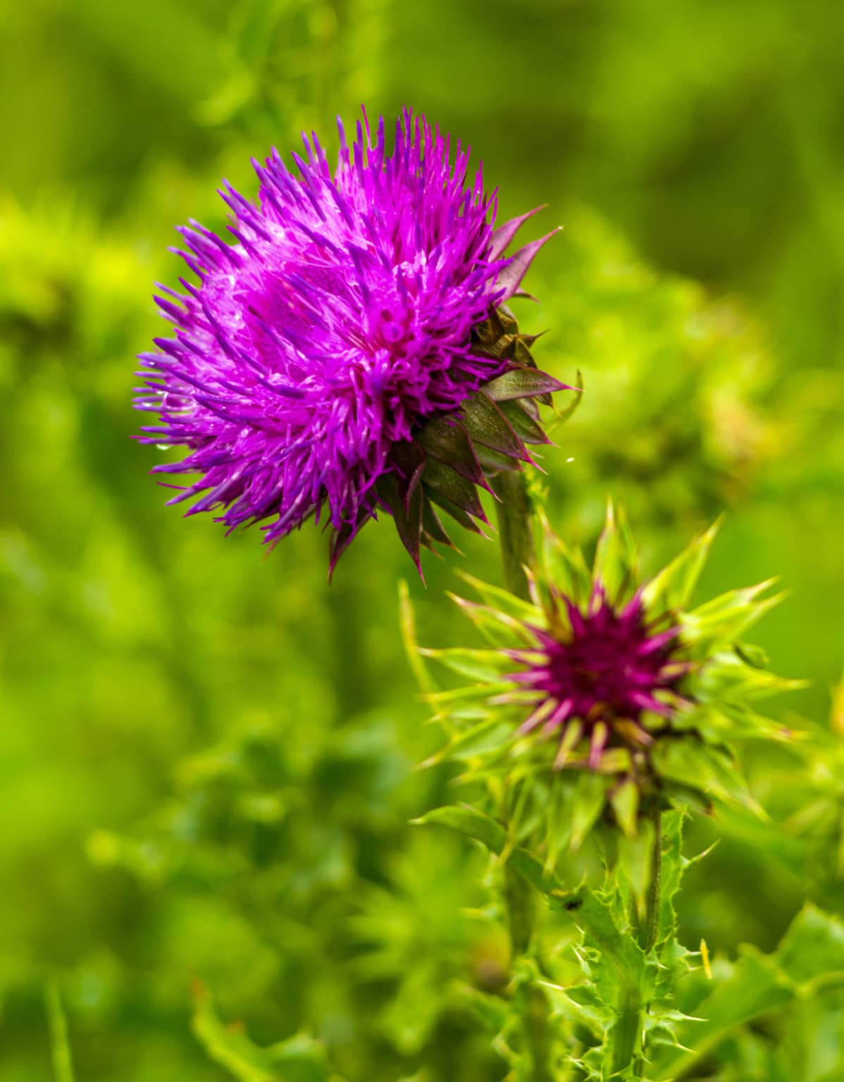 Milk Thistle Benefits Weight Loss Healthier Steps
