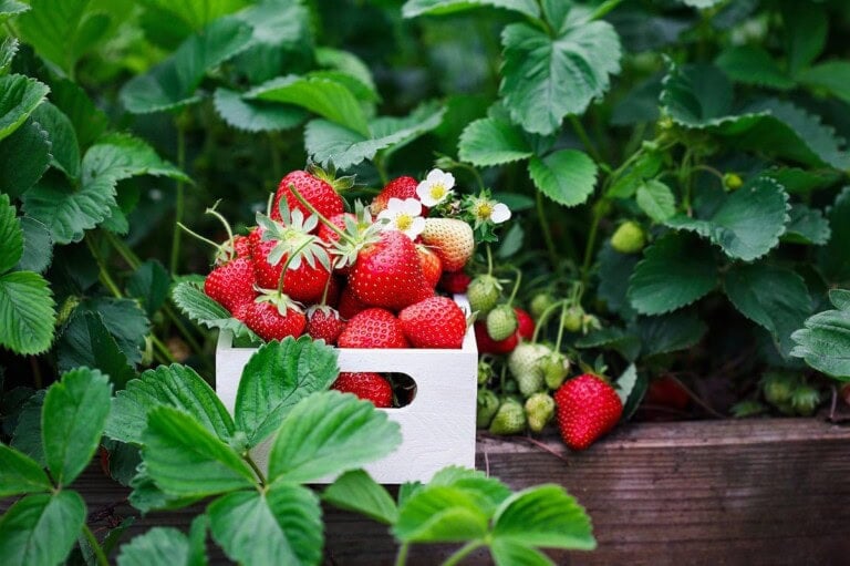 Growing Strawberries In Raised Beds
