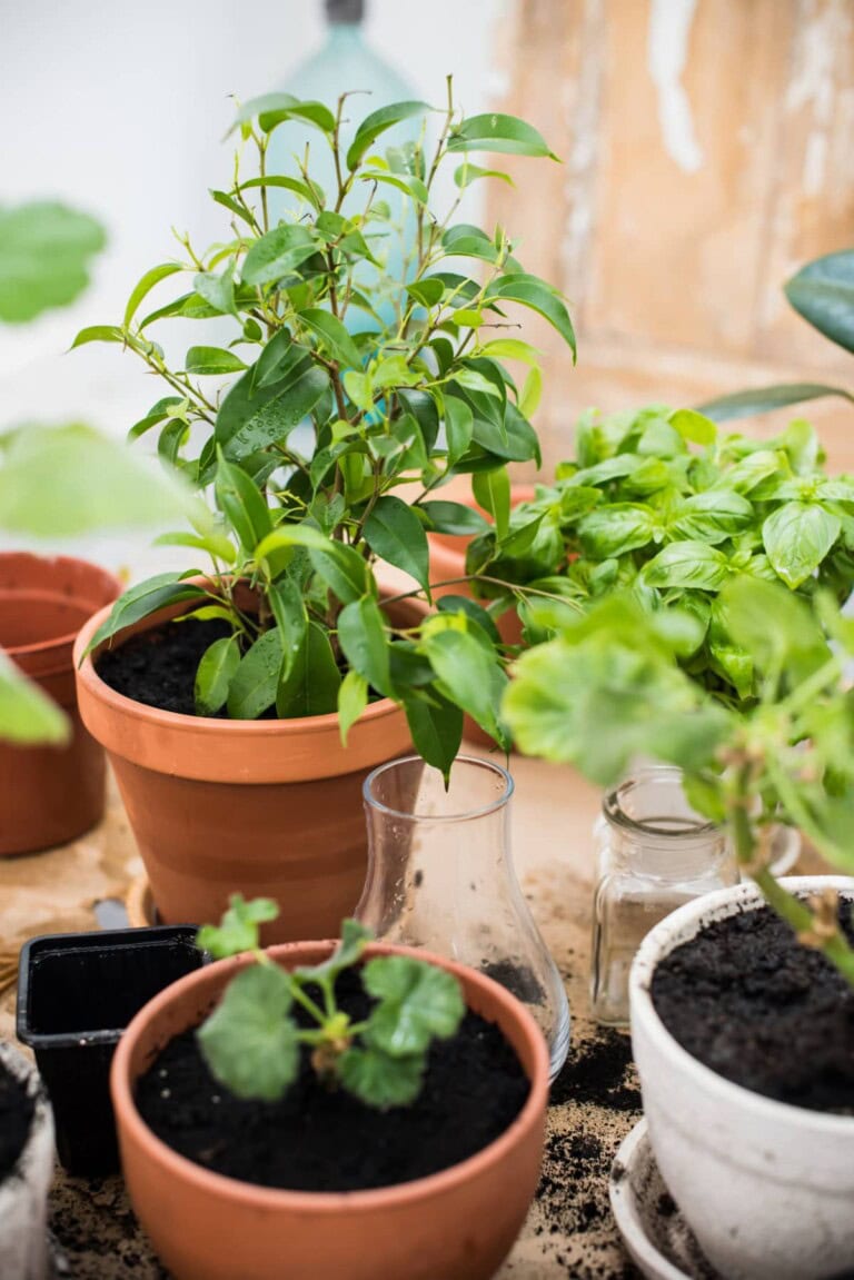 Indoor Vegetable Garden
