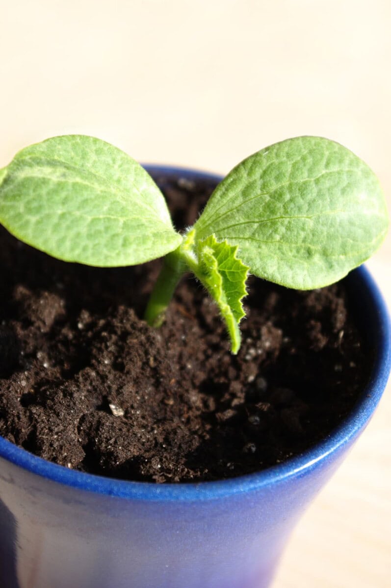 How to Plant Pumpkin Seeds Healthier Steps