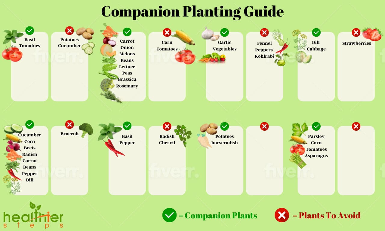 Image of Circular companion planting chart for fennel