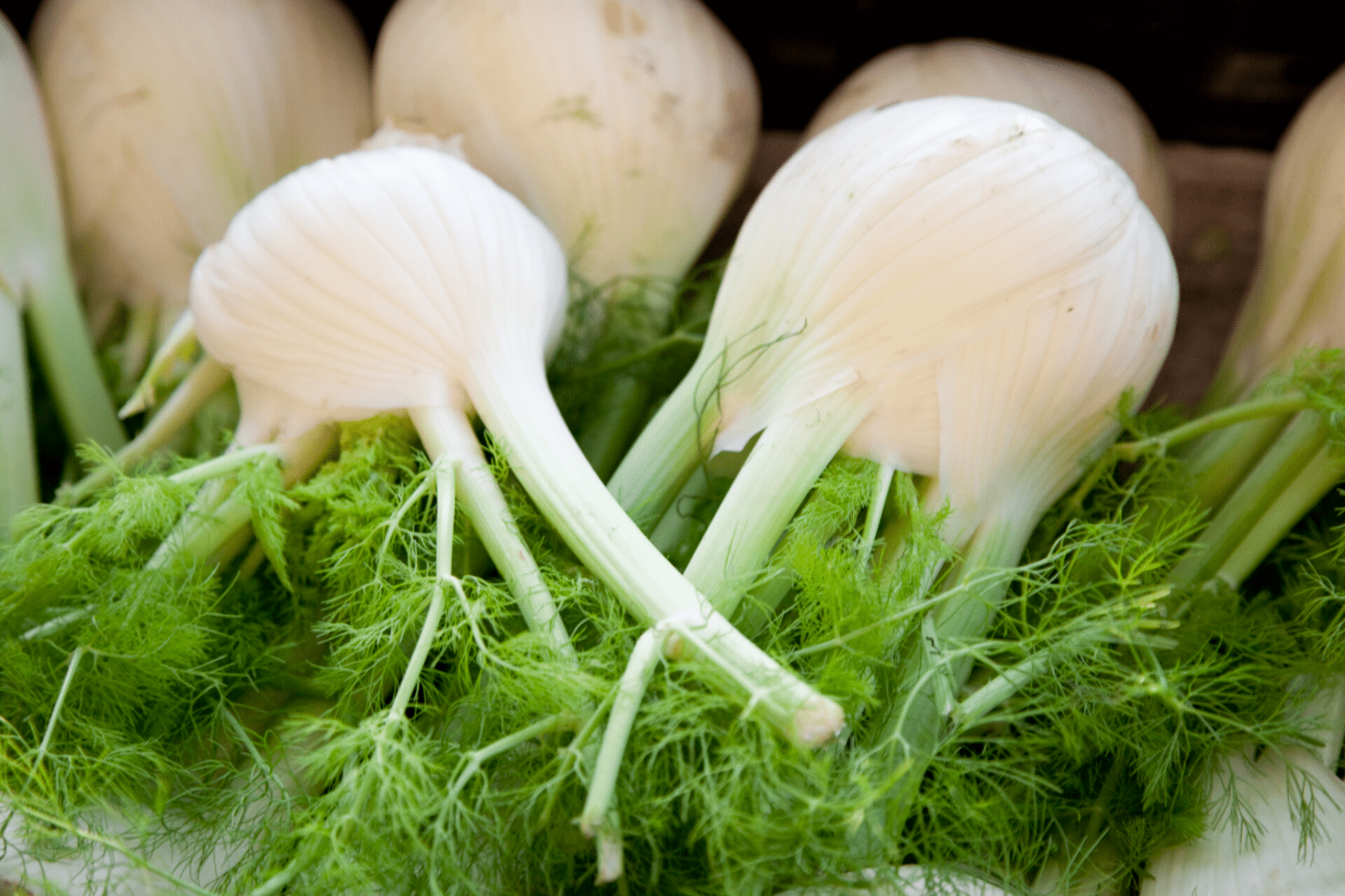 Vegetable Stems We Eat: 6+ Vegetable Stems You Can Eat!