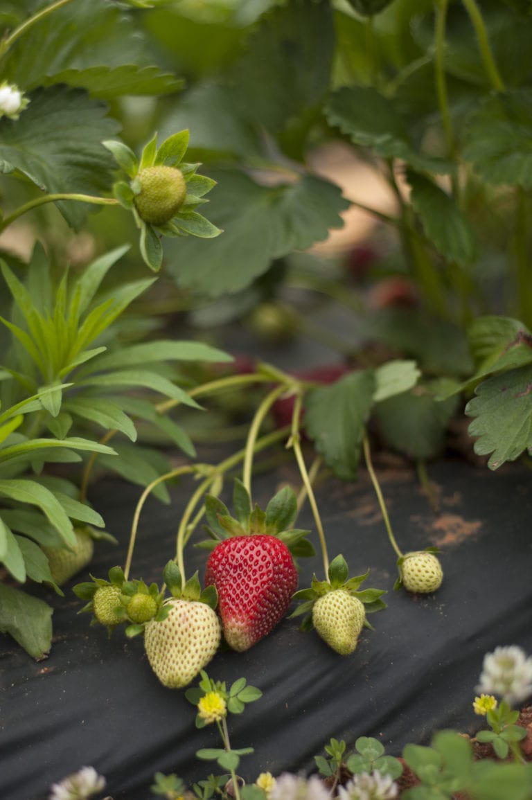 Fruits to Grow in Raised Beds Healthier Steps