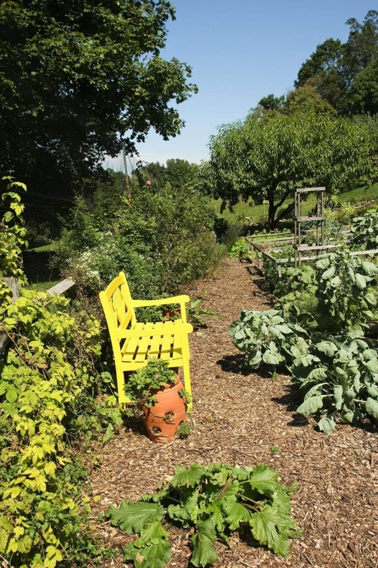 18 Easiest Shade Vegetables to Grow