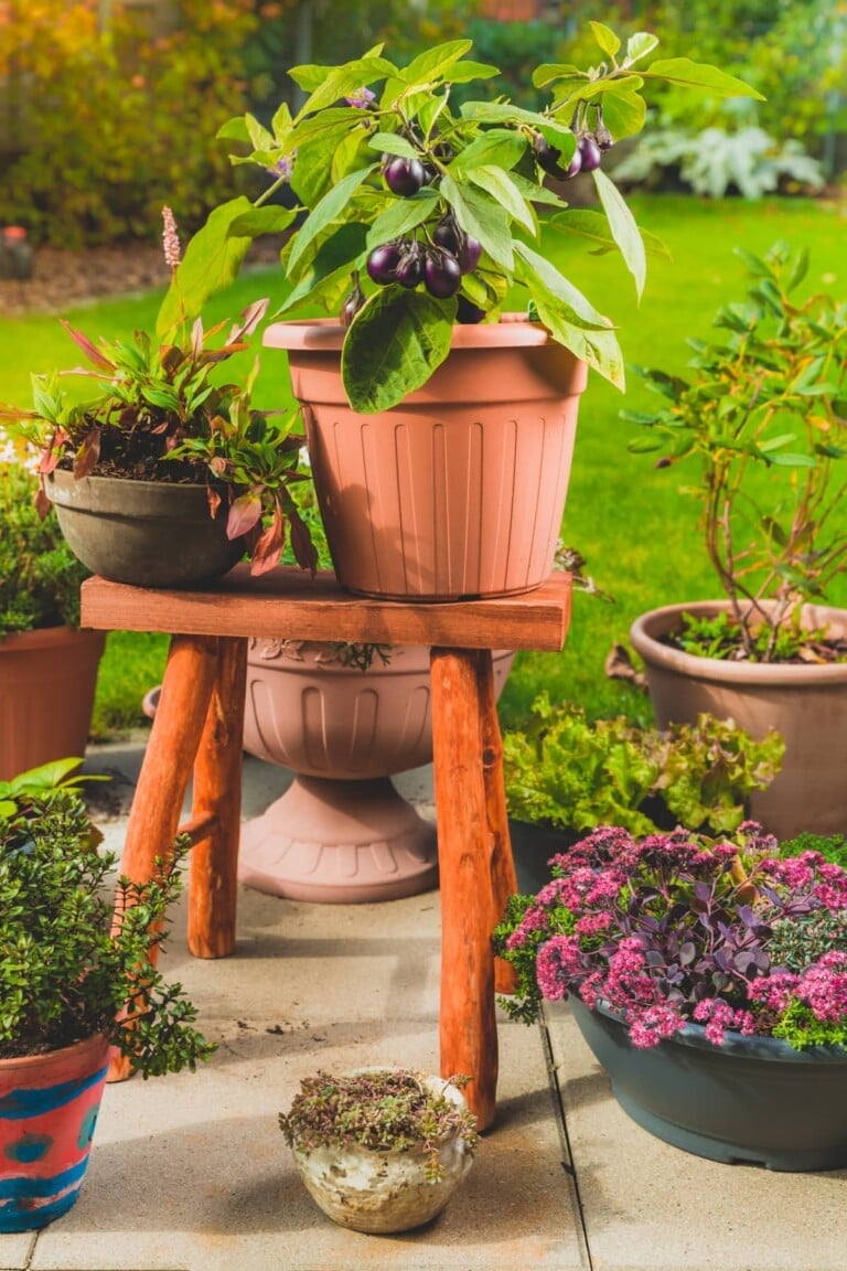 Fruits To Grow on a Terrace