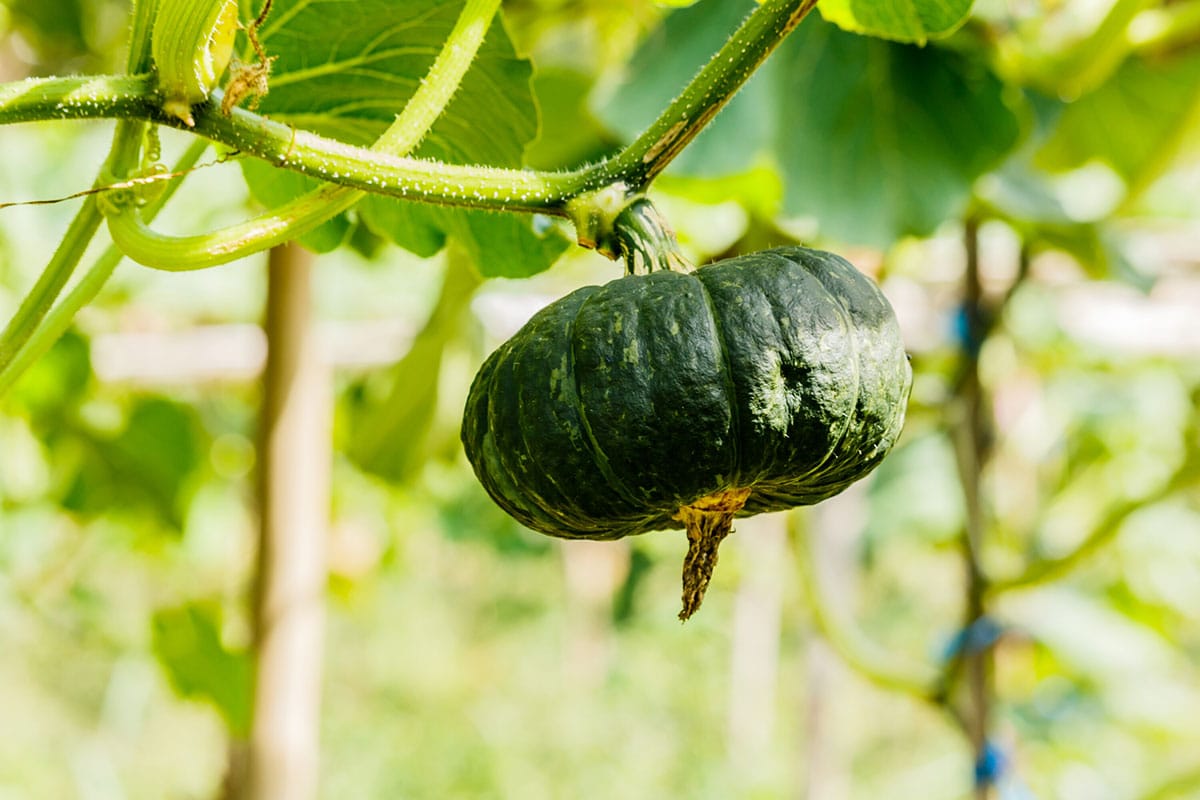 Vegetables For Vertical Garden - Healthier Steps