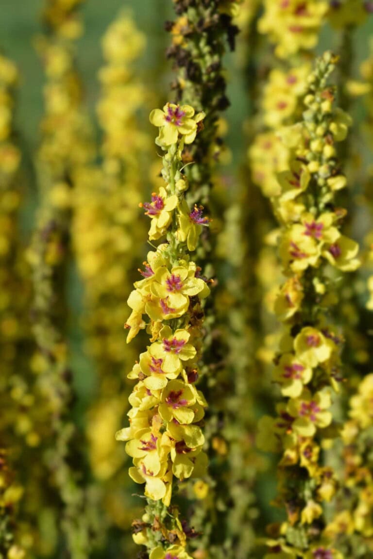Benefits of Mullein