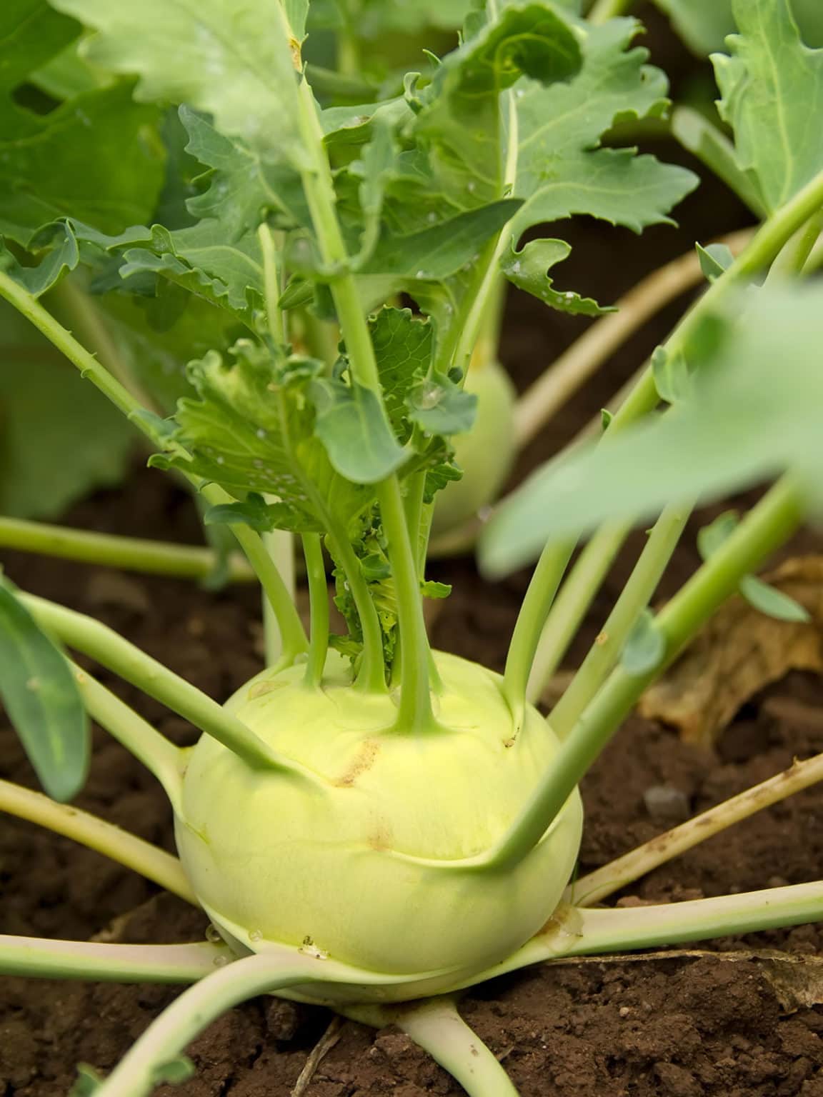 Kohlrabi Health Benefits Healthier Steps