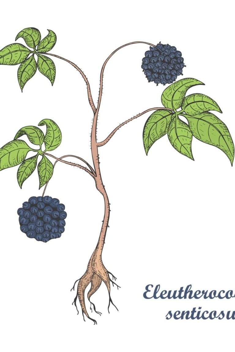Siberian Ginseng: Health Benefits, Uses, and Side Effects