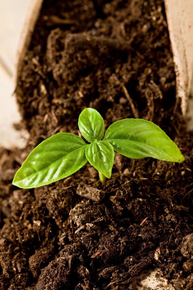 How To Grow Basil