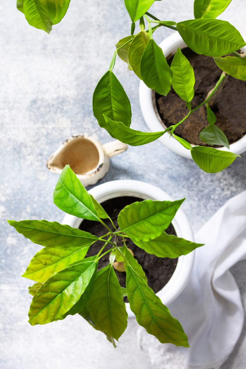 Avocado Leaves Turning Brown? Healthier Steps