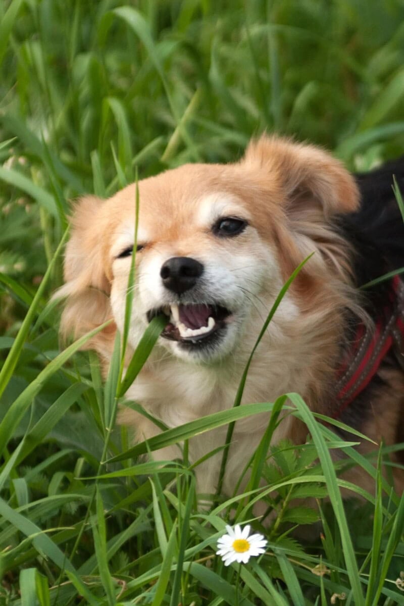 Is Lemongrass Safe for Dogs? Healthier Steps