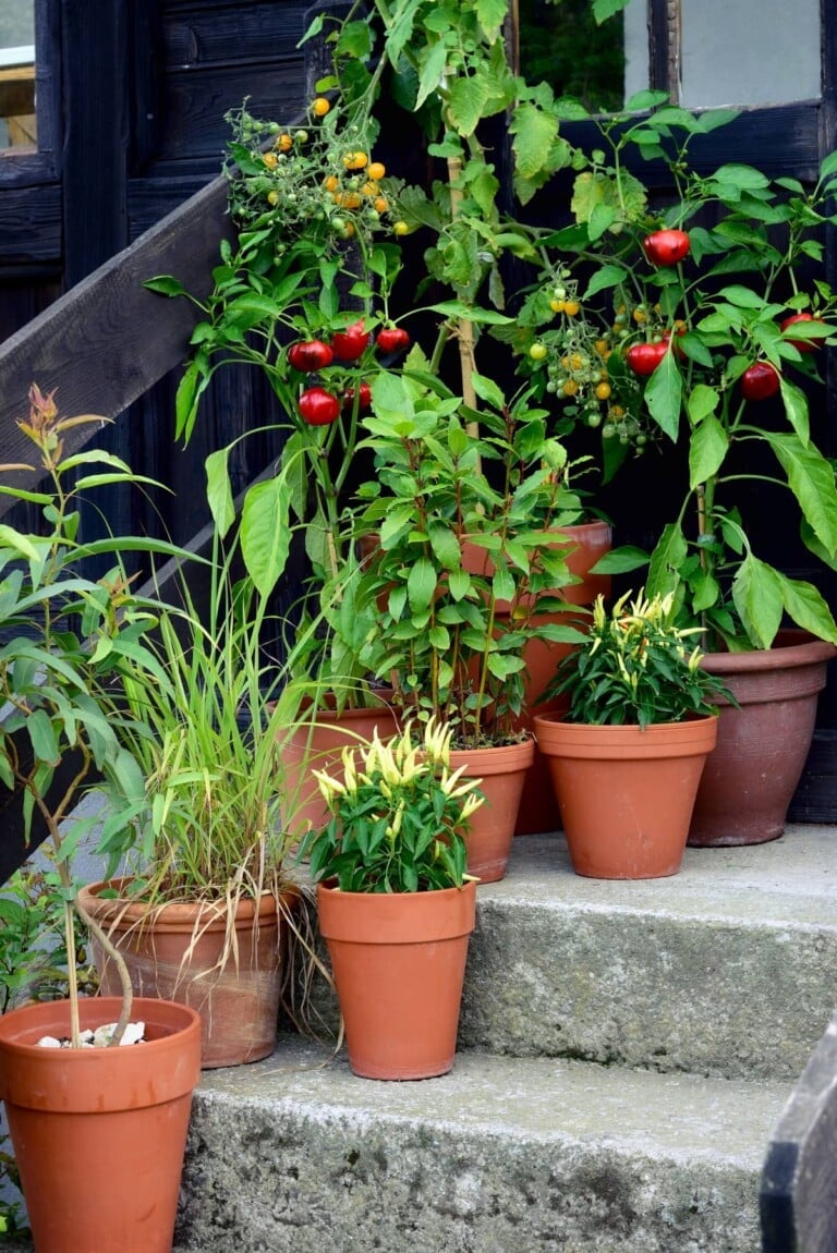Best Vegetables To Grow in Pots