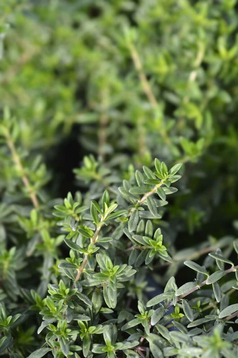What Is Summer Savory?