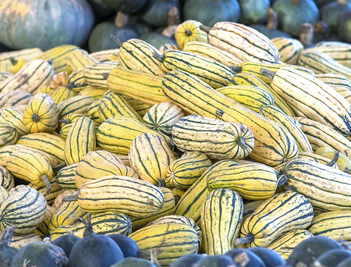 delicata-squash-nutrition-and-health-benefits-healthier-steps