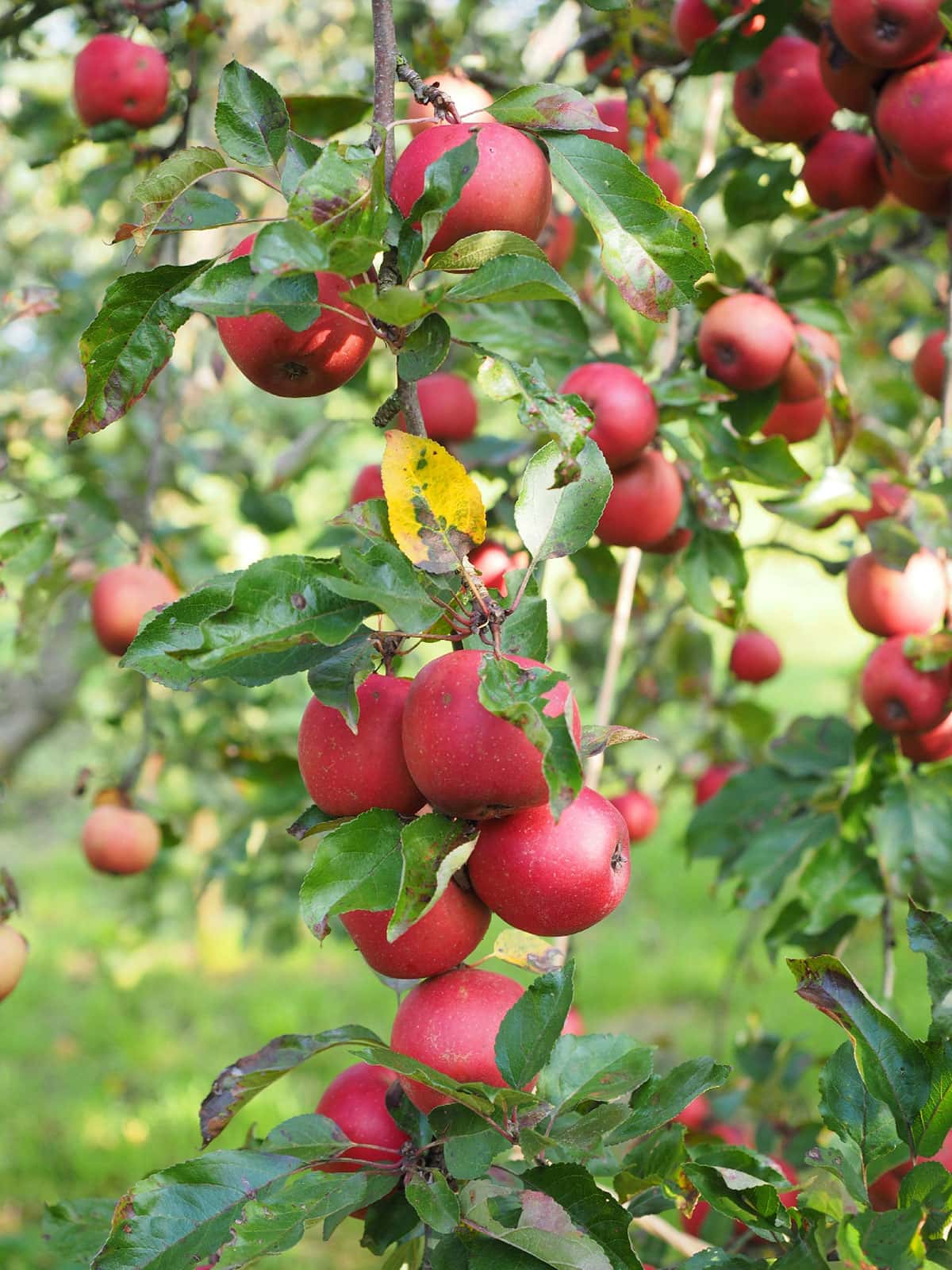 Green Apple Benefits - Healthier Steps