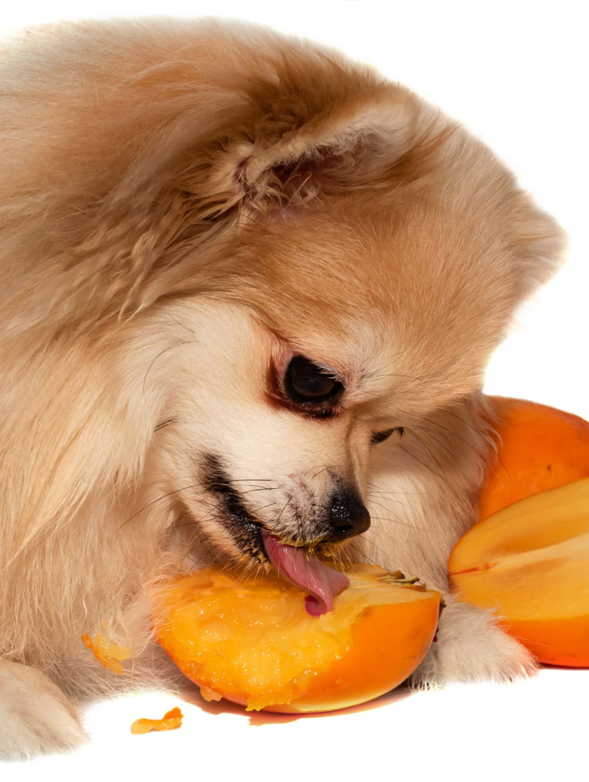 Can Dogs Eat Persimmons? Healthier Steps