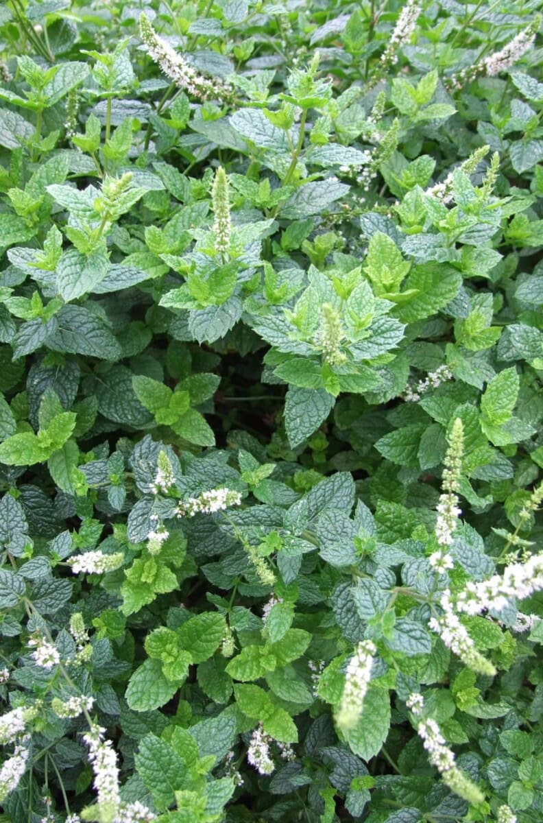 Lemon Balm Plant and Its Health Benefits Healthier Steps