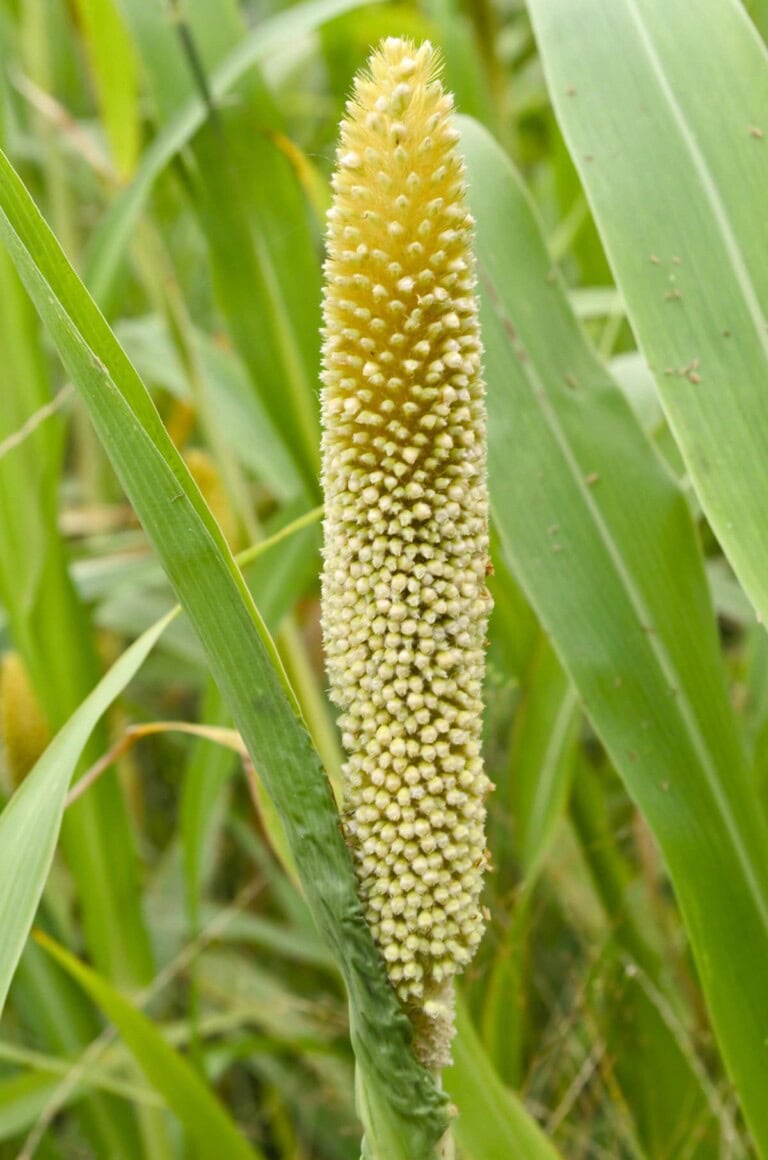 The Top 10 Health Benefits Of Eating Ragi (a.k.a. Finger Millet)