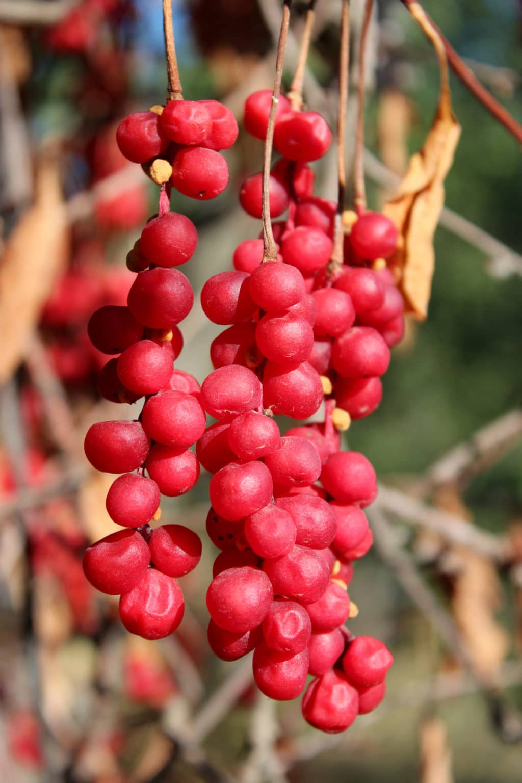 12 Schisandra Benefits Healthier Steps