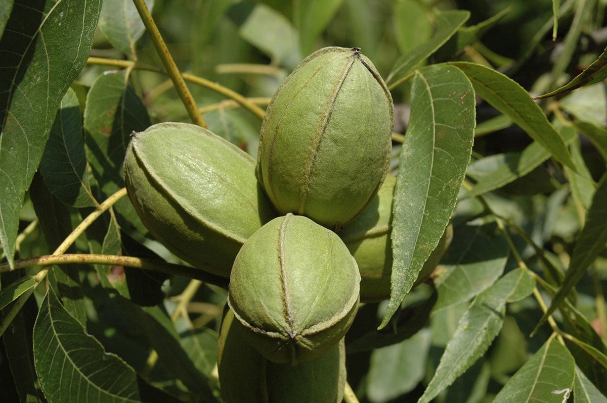 three green pecans on a pecan tree branch. showing Pecan Nutrition and Health Benefits.