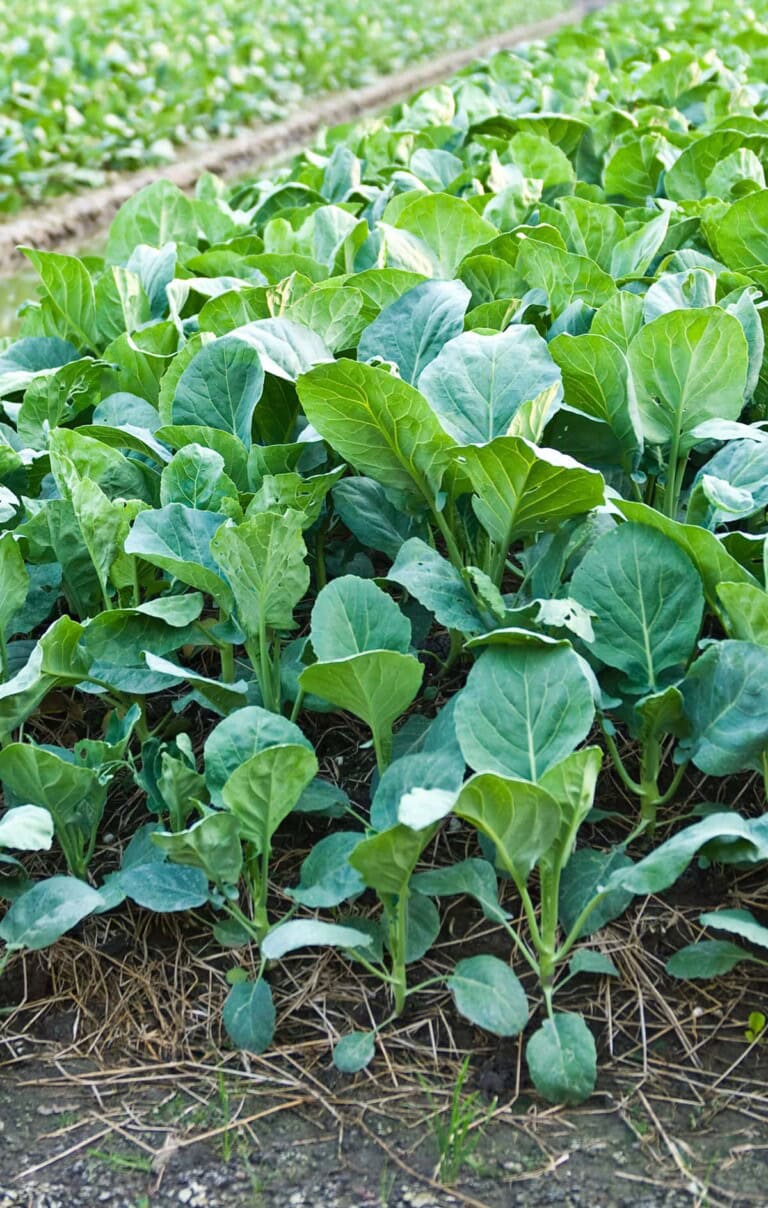 Tree Collard