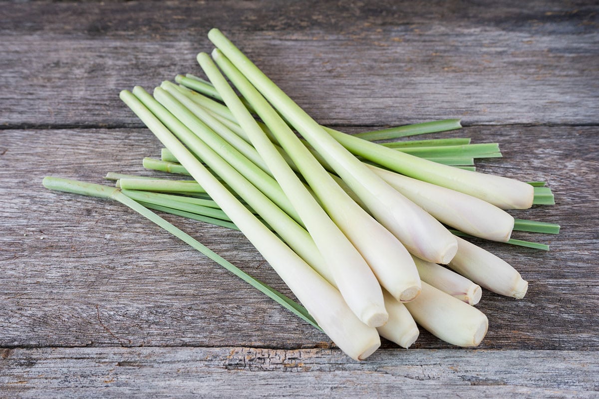 How to Use Lemon Grass in Your Day-to-Day Life - Healthier Steps